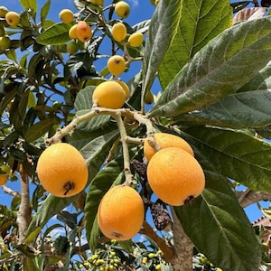 Japanese Plum Tree Live Plant Chinese Loquat Tree Edible Fruit Tree Tropical Fruit Eriobotrya japonica Ornamental Plant Gift for Gardener