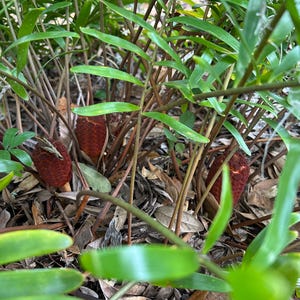 May include: Close-up of a green leafy plant with several red, cone-shaped fruits growing at the base.