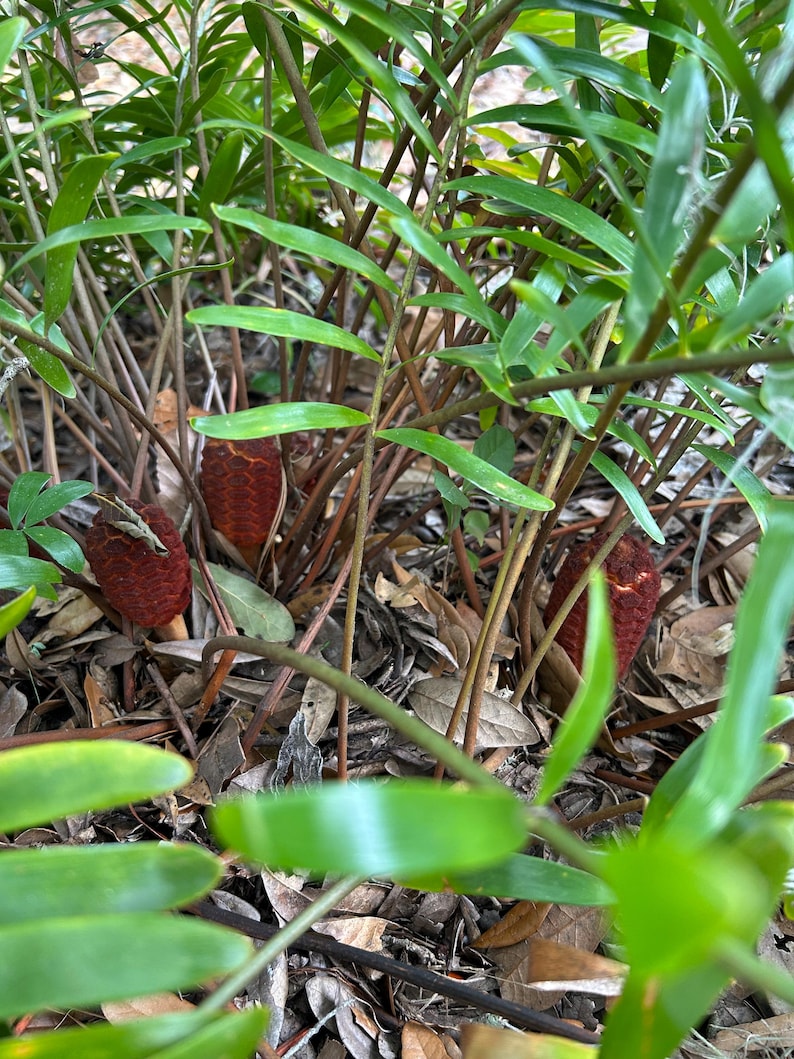 May include: Close-up of a green leafy plant with several red, cone-shaped fruits growing at the base.