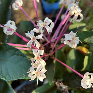 Starburst Clerodendrum Live Plant Starburst Bush Flowering Shrub Ornamental Plant Clerodendrum quadriloculare Tropical Plant Subtropical