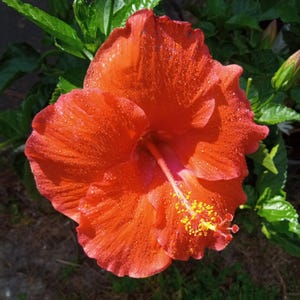Coral Red Hibiscus Live Plant Hibiscus Perennial Flowering Ornamental Perennial Shrub Landscaping Plant Gardening Gift