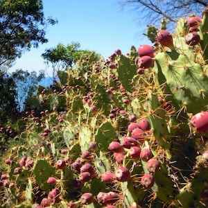 20+ Prickly Pear Seeds Cactus Fruit Seeds Cactus Opuntia Seeds Edible Gardening Wild Prickly Pear Edible Landscaping Fruit Seed Exotic Fruit