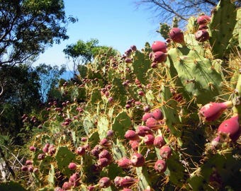 35+ Prickly Pear Seeds Cactus Fruit Seeds Cactus Opuntia Seeds Xeriscape Gardening Wild Prickly Pear Landscaping Fruit Seed Exotic Fruit