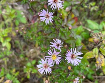50+ Elliott's Aster Seeds Native Plant Seeds Perennial Seeds Florida Native Plant Seeds Flowering Perennial Seeds Ornamental Plant