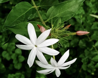 Star Jasmine Flower Live Plant Jasminum multiflorum Flower Aromatic Flower Fragrant Flower White Flower White Jasmine Live Plant Ornamental