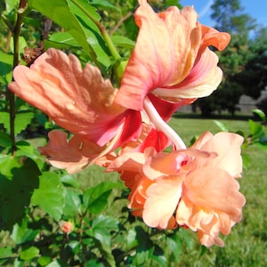 Peach Lion Tail Hibiscus Live Plant Orange Flower Ornamental Perennial Shrub Tropical Landscape Hibiscus Lion&#39;s Tail Rare Plant