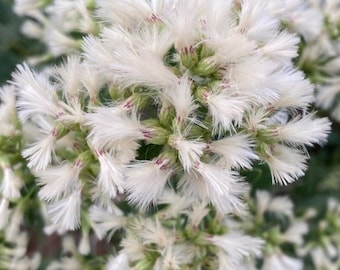 50+ Sea Myrtle Seeds Native Plant Seeds Perennial Seeds Saltbush Seeds Flowering Perennial Seeds Groundseltree Seeds Eastern Baccharis Seeds