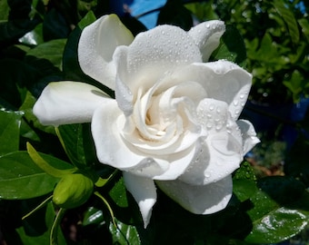 August Beauty Gardenia Live Plant Aromatic Flower Fragrant Flower Plant Gardenia jasminoides Perennial Shrub Flowering Shrub Perennial Plant