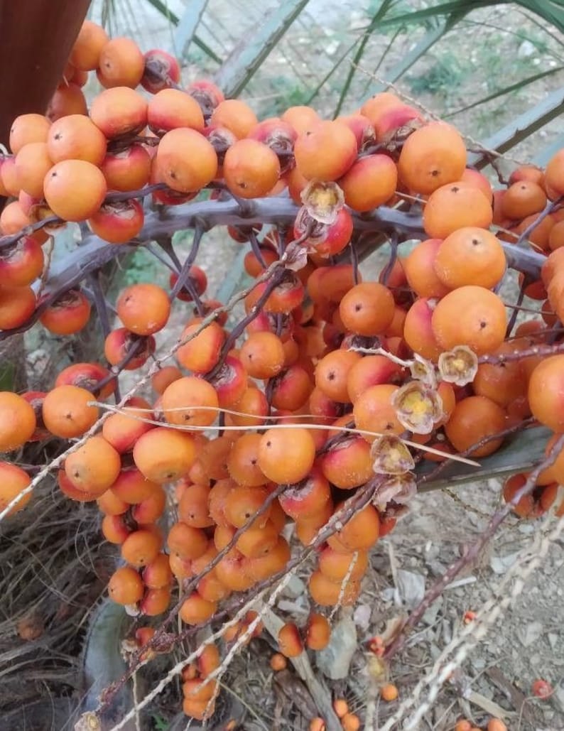 Pindo Palm Seeds Edible Plant Seeds Palm Tree Seeds Gift for Etsy