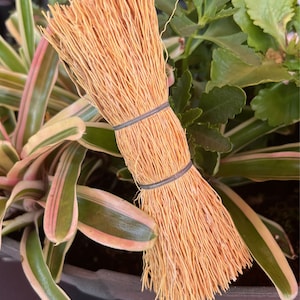 Dish Brush/ Mexican Escobeta/ Biodegradable/Cleaning Brush/Pot Scrubber/Mexican Natural Fiber Root Brush Scrubber/6.5 "/Each