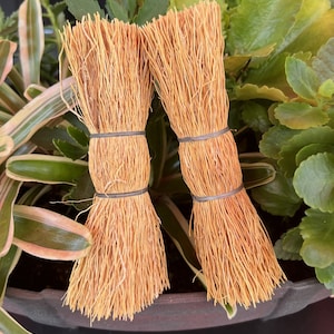 May include: Two natural fibre scrub brushes with brown bristles and silver wire ties. The brushes are sitting in a black pot with green plants.