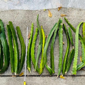 May include: A collection of 20 green dragon fruit cactus stems laid out on a gray concrete surface.