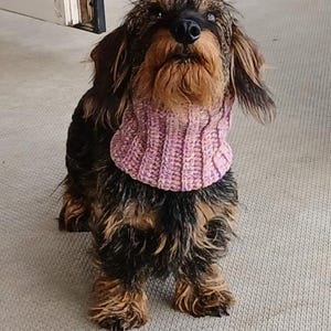 May include: A small, brown and black wirehaired dachshund wearing a pink knitted neck warmer. The dog is standing on a light gray carpet.