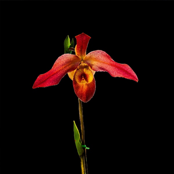 Crimson Cattleya Orchid on a Black Background in a Vertical Perspective Photo Print, Canvas, Acrylic and Aluminum Metal