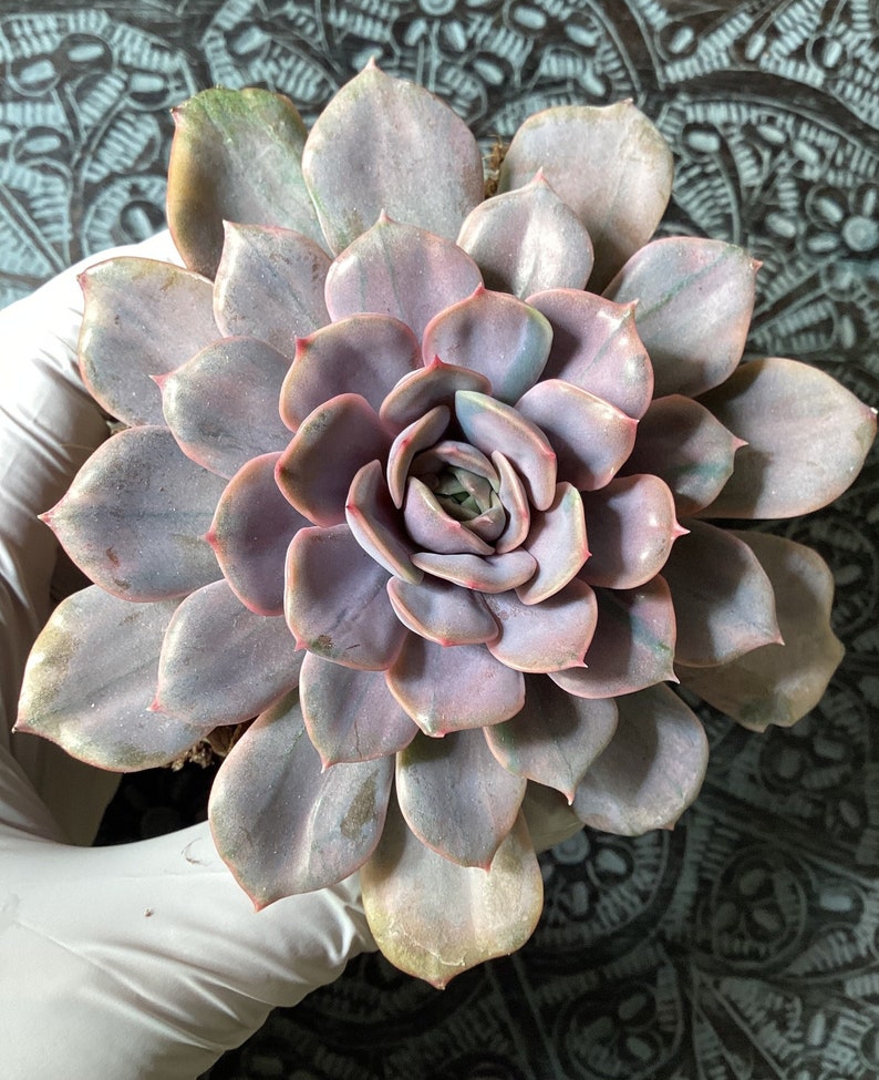 Echeveria funk funky rare pink succulent