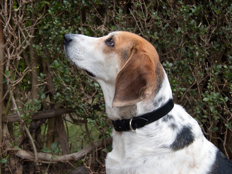 Black Leather Dog Collar. Luxury Dog Collar image 7