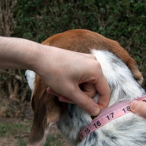 Black Leather Dog Collar. Luxury Dog Collar image 8