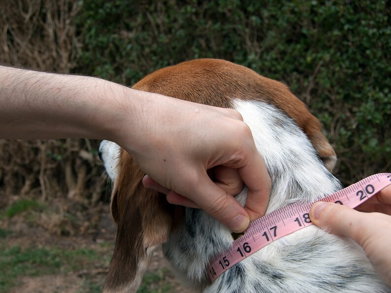 Black Leather Dog Collar. Luxury Dog Collar image 8