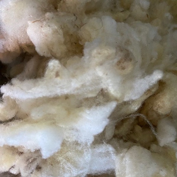 2.5 oz. Washed Southdown Babydoll wool