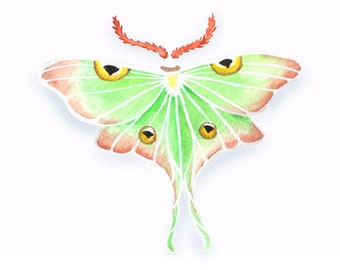 Lunar Moth Print