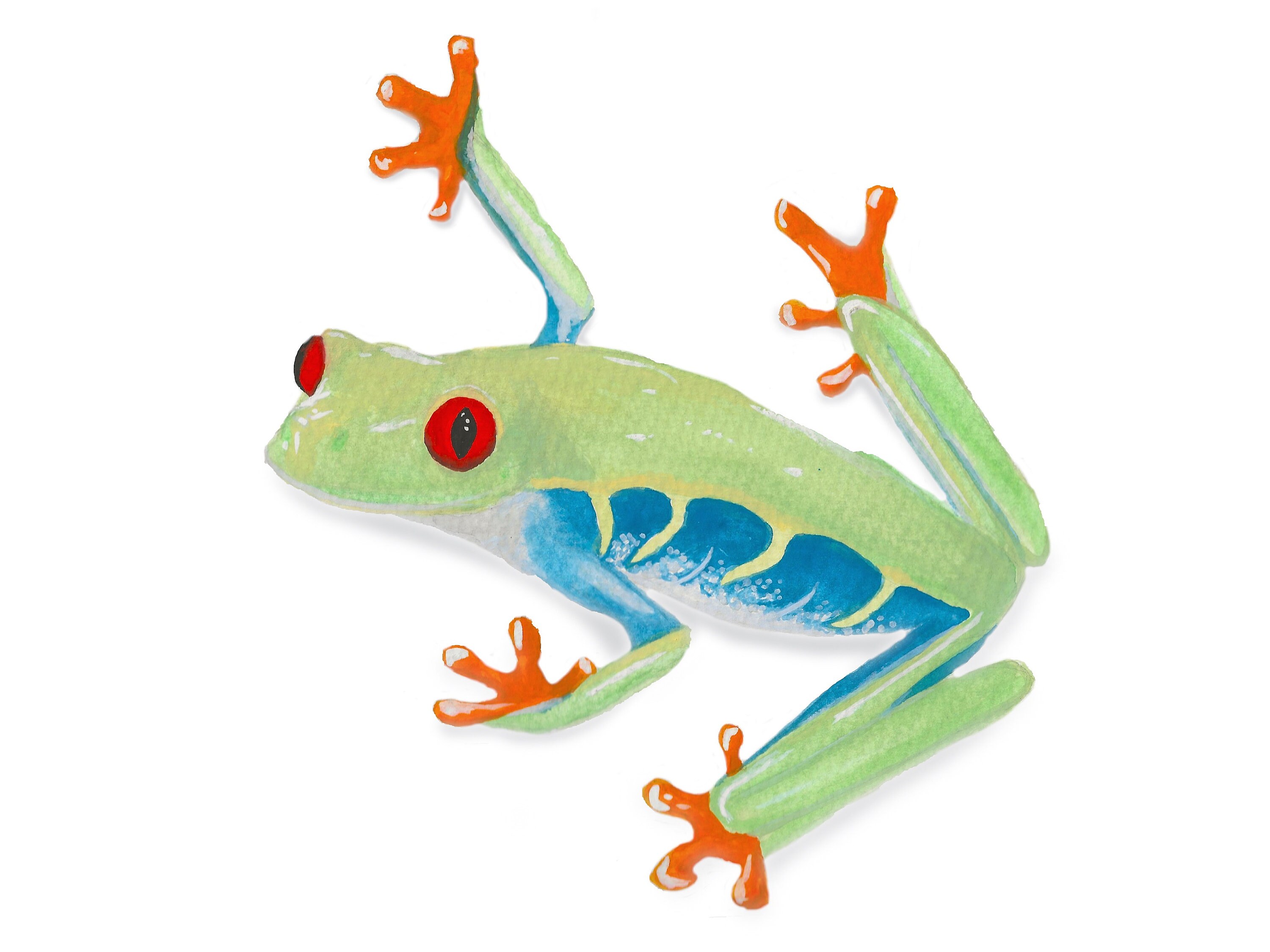 Red Eyed Tree Frog Print - Etsy
