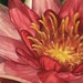 see more listings in the Waterlily Art Prints section