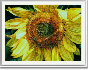 Gorgeous Sunflower Print, Ready to Hang, Beautiful Uplifting Art, Happy Summer Artwork, Gorgeous Realistic Sunflower Painting, Mother's Day