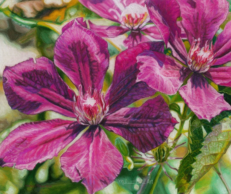 Elegant and mysterious group of dark purple clematis flowers with green background. Intense shadows. They are basking in the sunlight. Reproduction of original based on soft pastels painting Sunbasking.