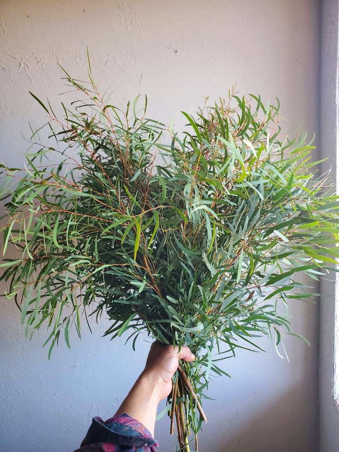 Eucalyptus Bundle Fresh Willow Bunch Etsy