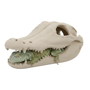 Op de afbeelding: Een beige alligatorschedel met een groene en blauwe leguaan erin. De leguaan is opgerold in de schedel. De schedel heeft een gedetailleerde textuur en staat tegen een witte achtergrond.