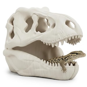 Op de afbeelding: Een crèmekleurig terrarium in de vorm van een dinosaurus schedel met een hagedis erin. De hagedis heeft een bruin en tan patroon. De schedel heeft een gedetailleerde textuur en scherpe tanden.