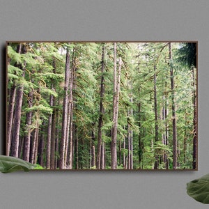 PNW Trees