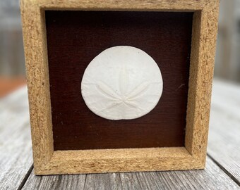 Può includere: Un dollaro di sabbia bianco è incorniciato in una cornice di legno marrone chiaro con un passepartout marrone scuro. La cornice è appoggiata su una superficie di legno invecchiato.