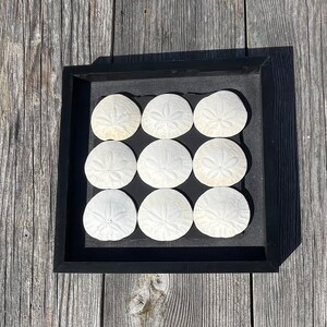 Sand Dollar Art