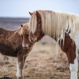 Momma Icelandic horse with baby