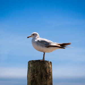 Seagull Canvas Wall Art, Print Wall Fine Art, Home Decor, Beautiful Color