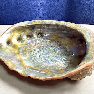 Vintage Red Abalone Iridescent Shell Natural Beach Decor