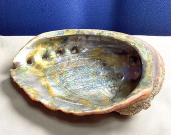 Vintage Red Abalone Iridescent Shell Natural Beach Decor