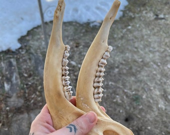 White tail deer mandibles