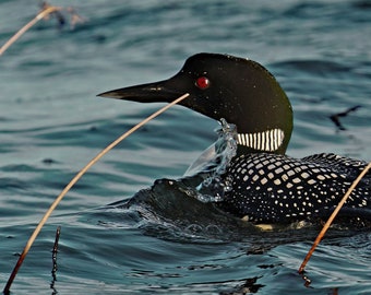 May include: A black and white loon with red eyes swims in a body of water. The loon is surrounded by thin, brown reeds.
