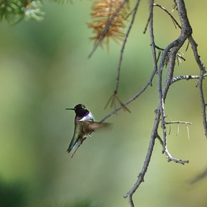 Black-chinned Hummingbird - Printable Download - Digital Print