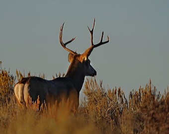 May include: A large, brown buck with large antlers stands in a field of tall, dry grass. The deer is facing away from the camera, looking to the right. The sky is a light blue.
