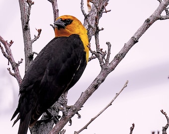 Yellow-headed Black Bird - Downloadable Digital Photo Print