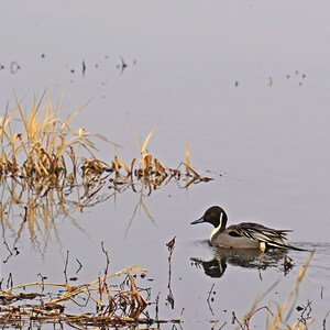Pintail - Ankeny Wildlife Refuge - Herunterladbarer Digitalfotodruck