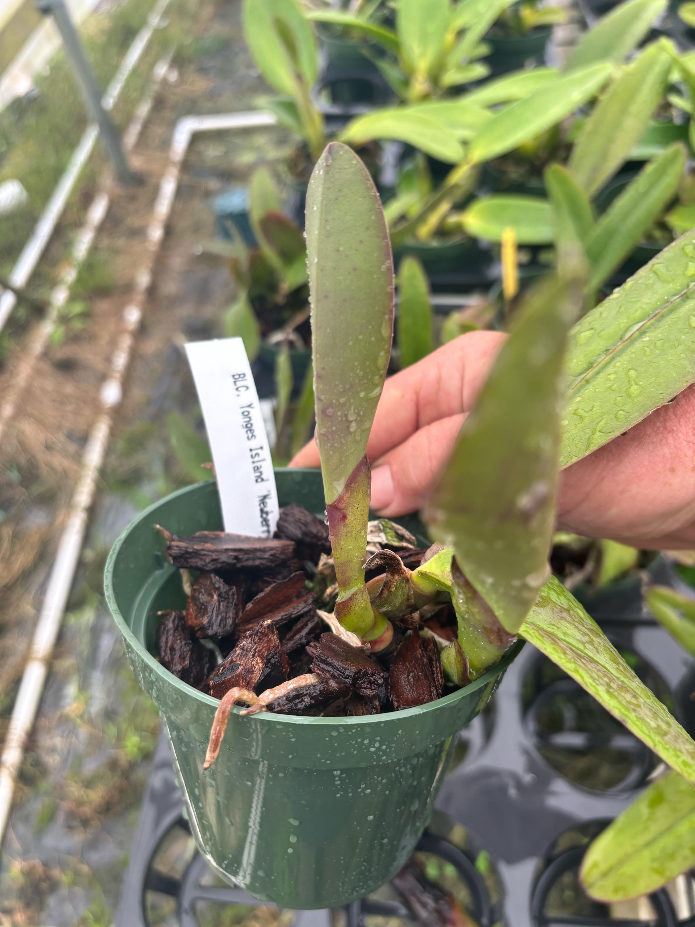 新品★アンソニー・ラム WILD ORCHIDS of BORNEO★セット 新品☆アンソニー・ラム WILD ORCHIDS of BORNEO☆セット