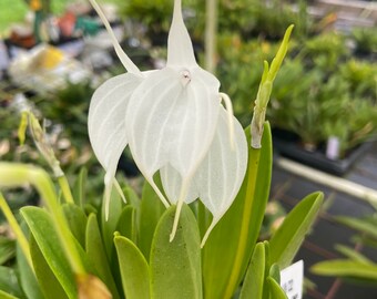 Masdevallia tovarensis