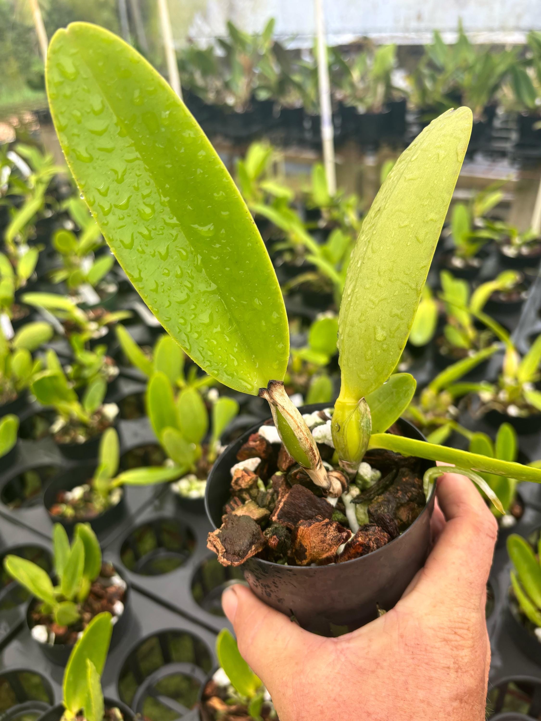 111 タケノコラン　Clowesia 'Queen Canon (OG) 111 タケノコラン Clowesia 'Queen Canon (OG) ZX-0127BE14.jpg