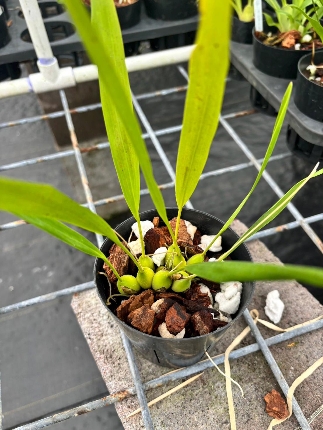 新品★アンソニー・ラム WILD ORCHIDS of BORNEO★セット JungleMistOrchids - Etsy