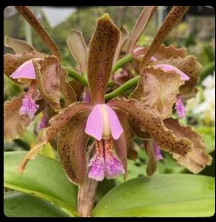 新品★アンソニー・ラム WILD ORCHIDS of BORNEO★セット JungleMistOrchids - Etsy