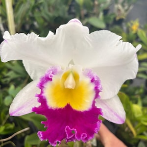 アリコーン Maurice Lacroix Aikon Automatic Skeleton 42 – The Watch Pages